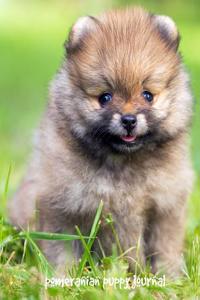 Pomeranian Puppy Journal