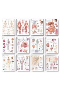 12 Body System Charts Set