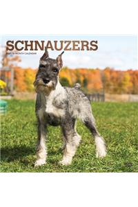 Schnauzers 2021 Square Foil