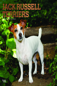 Jack Russell Terriers 2023 Square Foil