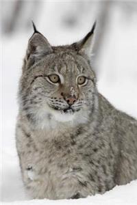 Lynx in the Snow Journal