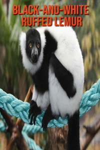Black-and-White Ruffed Lemur