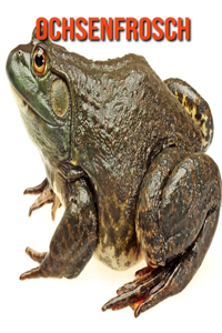 Ochsenfrosch
