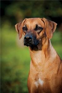 Rhodesian Ridgeback Winter Notebook & Journal. Productivity Work Planner & Idea Notepad