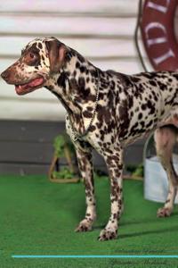 Dalmatian Affirmations Workbook Dalmatian Presents: Positive and Loving Affirmations Workbook. Includes: Mentoring Questions, Guidance, Supporting You.