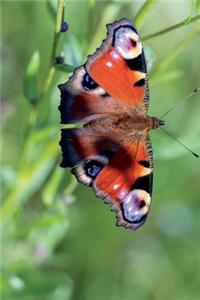 Peacock Butterfly (Aglais Io) Journal