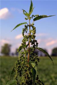 Stinging Nettle Medicinal Herb Plant Journal: 150 Page Lined Notebook/Diary