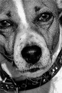 Jack Russell Terrier Notebook