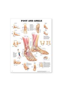 Foot and Ankle Anatomical Chart