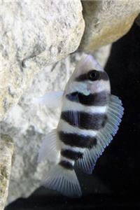 A Frontosa African Cichlid in an Aquarium Journal