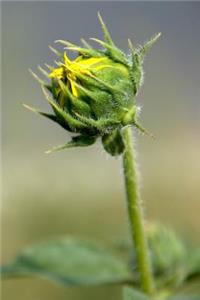 Hints of Sunflower Yellow - Blank Notebook