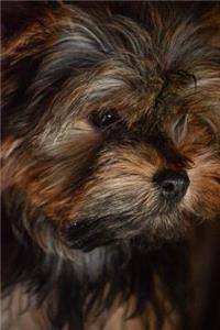 Yorkshire Terrier Notebook