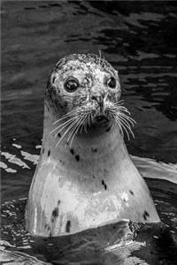 Seal in the Water Journal