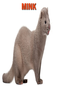 Mink
