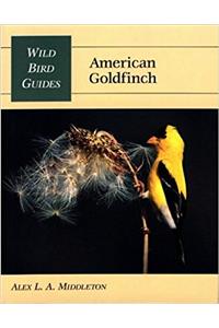 American Goldfinch
