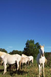Horse Photo School Composition Book Equine White Horses Pasture