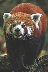 Red Panda Lovers Journal