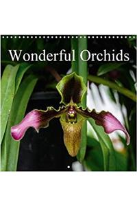 Wonderful Orchids 2018