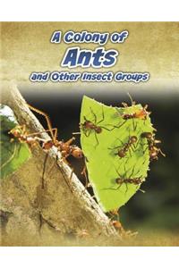 A Colony of Ants