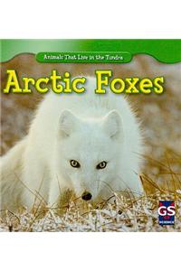 Arctic Foxes