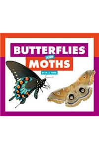 Butterflies and Moths