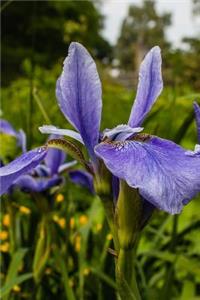 Spring Purple Iris Journal