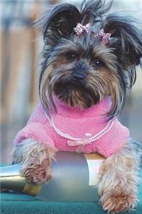 Yorkshire Terrier Says, 