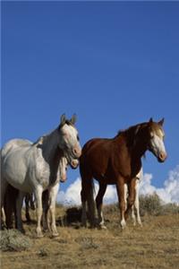 2020 Daily Planner Horse Photo Equine Standing Horses Western Pasture 388 Pages
