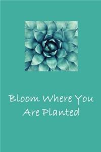 Bloom Where You Are Planted