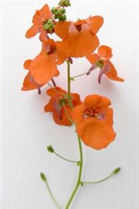 Diascia Little Tango Flowers Journal: Take Notes, Write Down Memories in this 150 Page Lined Journal