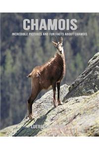 Chamois: Incredible Pictures and Fun Facts about Chamois