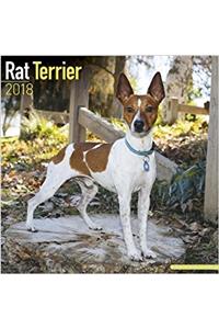 Rat Terrier Calendar 2018