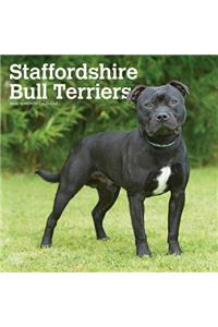 Staffordshire Bull Terriers 2020 Square Btuk