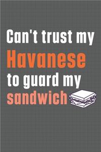 Can't trust my Havanese to guard my sandwich