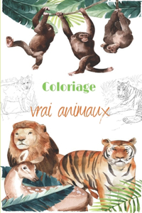 Coloriage vrai animaux: D'Incroyables Animaux - Pour La Relaxation, Meditation, Soulagement Du Stress, Calme Et Guerison