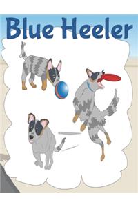 Blue Heeler