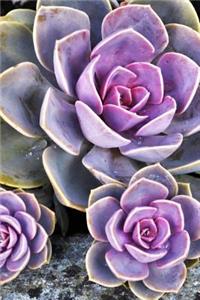 Pretty Purple and Green Succulents Plant Journal