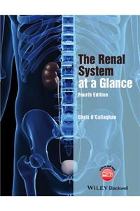 Renal System at a Glance