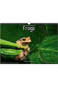 Frogs / UK-Version 2017