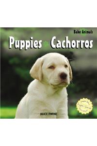 Puppies / Cachorros