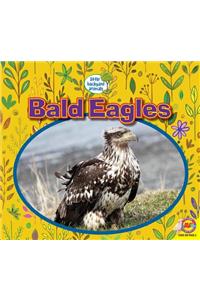 Bald Eagles