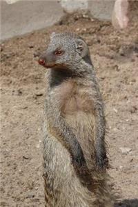 The Banded Mongoose Journal