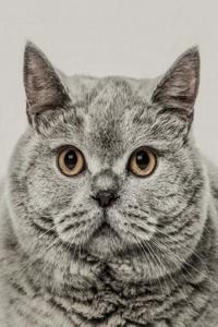 British Shorthair: Artified Pets Cat Journal/Notebook/Diary