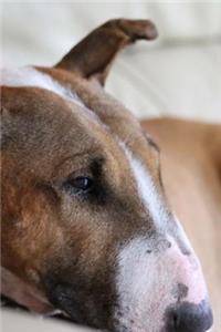 A Cool Tan and White English Bull Terrier Dog Journal