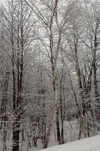 Scenic Winter Photo Journal Woods