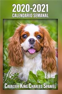 2020-2021 Calendario Semanal Cavalier King Charles Spaniel Calendario