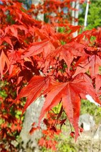 2020 Weekly Planner Springtime Red Japanese Maple Leaves 134 Pages