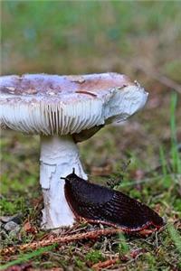 Black Slug and a Mushroom Journal