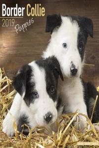 Border Collie Puppies Calendar 2019