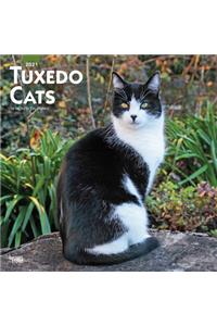 Tuxedo Cats 2021 Square